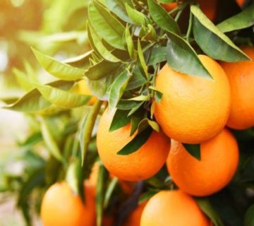 Oranges, health benefits, nutritional profile, vitamin C, antioxidants, cancer, free radicals, colorectal cancer, skin cancer, blood pressure, sodium, potassium, heart health, fiber, cholesterol, diabetes, insulin sensitivity, weight control, skin health, collagen production.