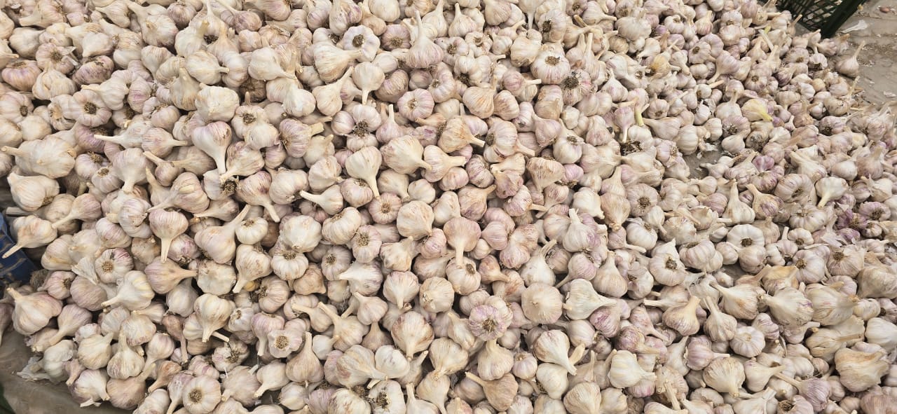 3 Red Garlic