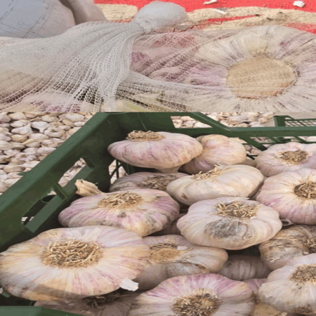 Red Garlic Red Garlic